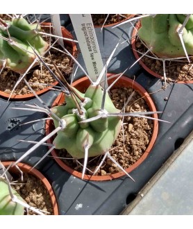 Echinocereus triglochidiatus New Mexico, Torrance Co, Manzano Mts 1-3 sp