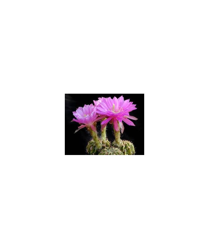 Echinopsis obprepanda v. puppurea R461
