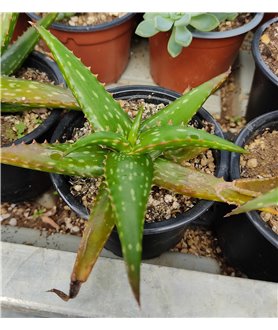 Aloe jucunda X somaliense 9m pot