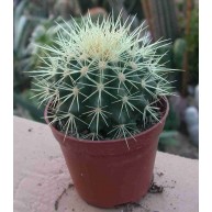 Echinocactus grusonii 9cm pots